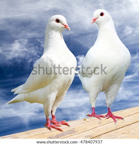 Two white pigeon on perch with cloudy sky - imperial-pigeon - ducula  Royalty-Free Stock Photo #478407937