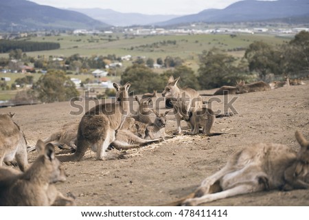 Group of Australian kangaroos outdoors during the day.