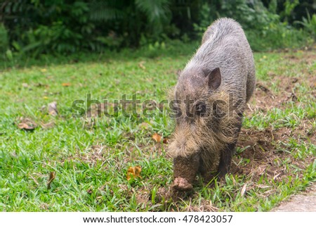 Bako National Park - Bearded Pig/Hog
