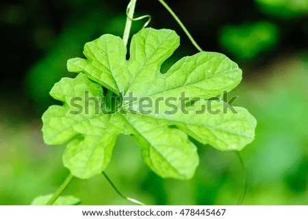 Bitter cucumber leaf