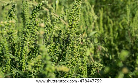 Ambrosia artemisiifolia causing allergy. It has also been called annual ragweed, bitterweed, blackweed, carrot weed, hay fever weed, stammerwort, stickweed, tassel weed, and American wormwood.