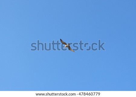 Photo of flying seagull.
