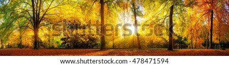 Panorama of a stunning forest scenery in autumn, a scenic landscape with pleasant warm sunshine