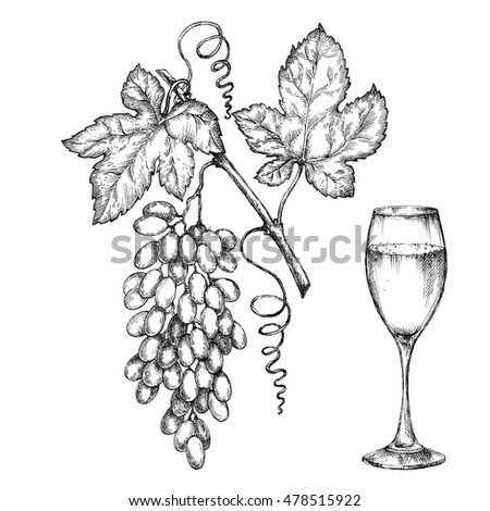 Hand drawn illustrations of  grapes. Vine glass and branch of grapes. Element of design for invitations, wine shops and farmers' fairs.