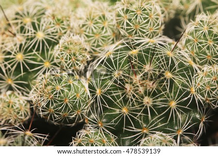 Closeup on cacti thorns