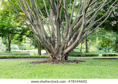 Big tree with branches in a park with green grass