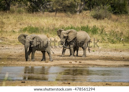 Two Elephants in savana, Africa, Tanzania