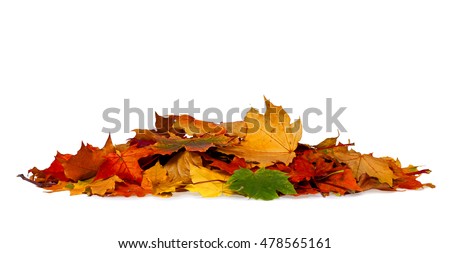 Pile of autumn colored leaves isolated on white background.A heap of different maple dry leaf .Red and colorful foliage colors in the fall season  Royalty-Free Stock Photo #478565161