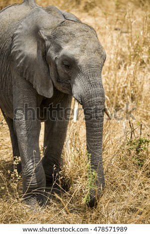 Elephant portrait close up