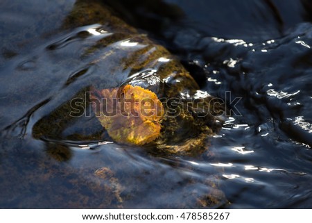 autumn leaves in the water .for background