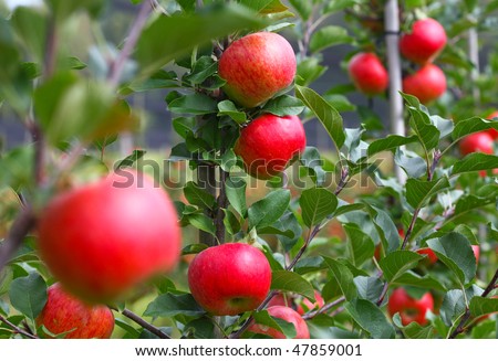 Some Apples on small Trees