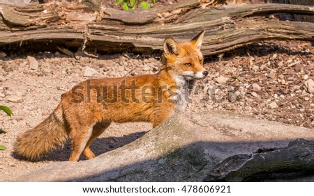 Horizontal photo of nice orange fox with focus on eyes. The hair is nicely sharp especially on head. Animal is on send behind big stone and in front of old piece of wood.