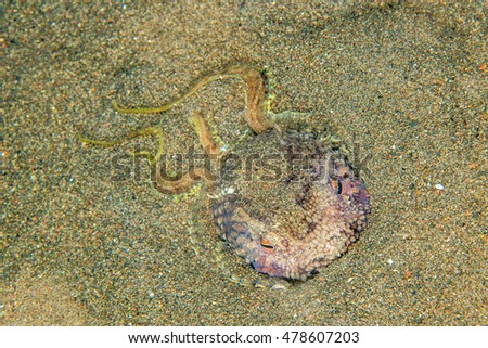 coconut octopus on sand background while diving in Indonesia