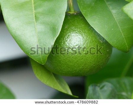 Fruits from Citrus limonimedica ,Paradisi,. Rutaceae family