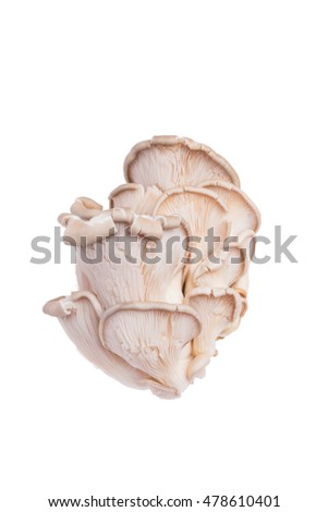 Beautiful, whimsical, fresh oyster mushrooms on white background isolated.