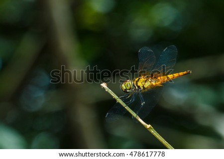 Dragonfly of Thailand,dragonfly .