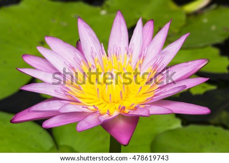 Close-up shot of Pink water lily on lilypads in a pond.