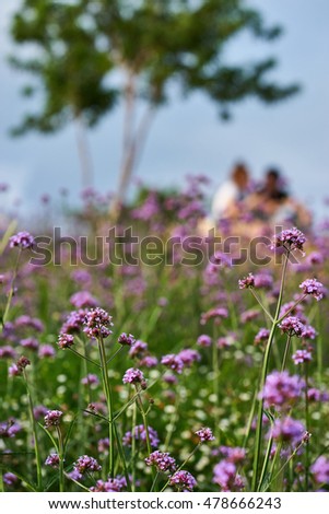 Red Valerian garden with couple sitting in the background romantic short.