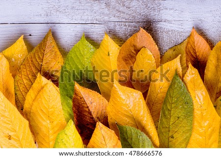 Autumn composition. Various colorful leaves. Studio shot, wooden