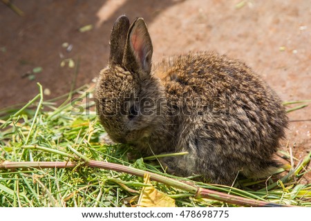 Rabbit eating clover