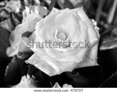 black and white picture of a rose