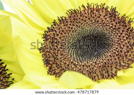 Closeup picture of sunflower