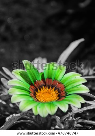 Isolated Green Flower