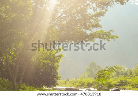 Morning sunray in the forest photo