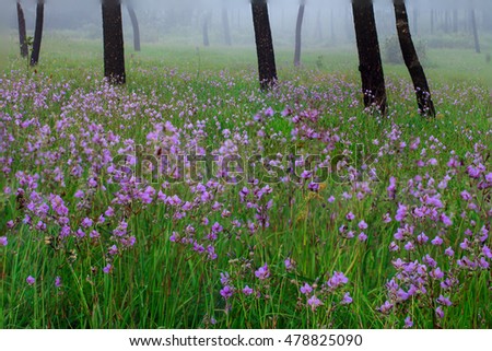 Murdannia giganteum (Vahl.) Br. beautiful flowers of rain season in Phusoidao national park Thailand.