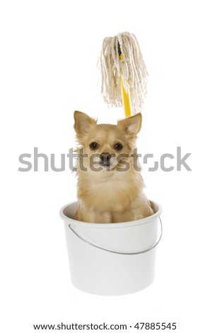 Chihuahua Puppy sitting inside of a bucket with Cleaning Supplies: White Bucket, Yellow and Green Mop, 4329