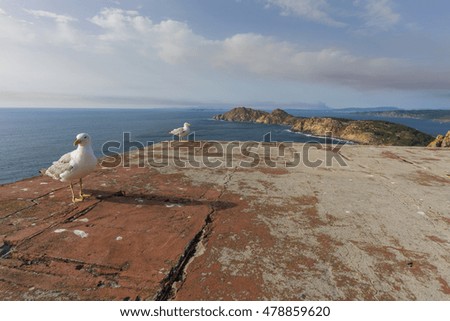 Seagulls in Cies Islands (Pontevedra, Spain).