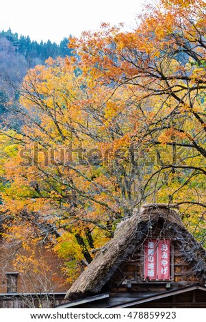 gassho-zukuri house with maple tree backgrounds in Shirakawa-go autumn. Shirakawa-go is one of Japan's UNESCO World Heritage Sites located in Gifu Prefecture, Japan.