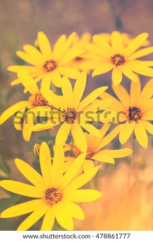 Yellow flowers with green leaves ,selective focus and soft focus, vintage tone