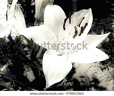 Blooming isolated white lily image. 