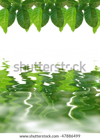 green lemon leaves frame on the water