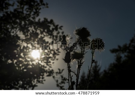 Thistle flower with sun in summer day in mountains