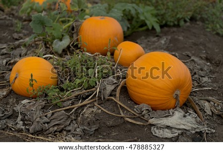 Beautiful Pumpkins in Pumpkin Patch field  at Saanich Peninsula, Vancouver Island, BC,Canada 