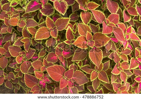 Leaf color