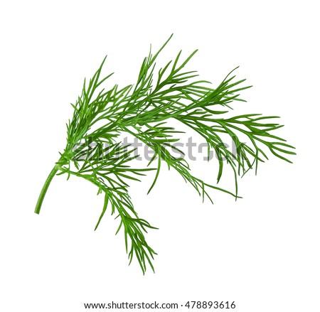 fresh dill on white background Royalty-Free Stock Photo #478893616