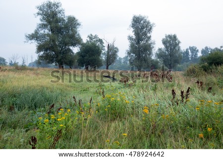 summer landscape enchanting misty dawn in the grove on the banks of the river