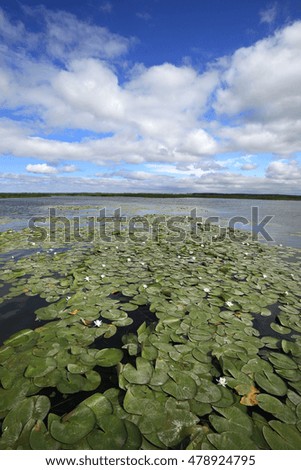 summer landscape beautiful water lilies on the lake on a sunny day