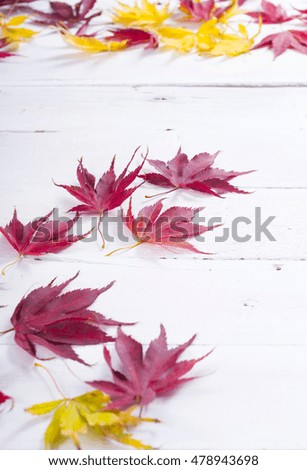 red and yellow autumn leaves on white wooden table background