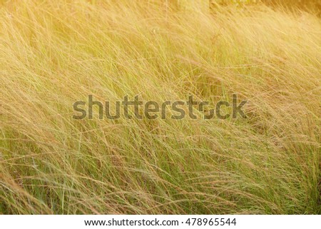 Blurred background orange grass field in the morning, Summer style filter, Soft focus.
