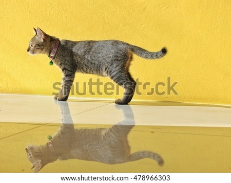 a little sceptically cat on white granite tile floor  in front of yellow wall  and reflect on the floor