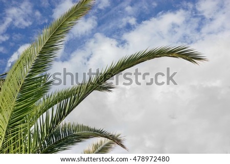 Big Green Palm Frond Branch In Front Of The Blue Sky Near Seaside On The Beach. Summer Vacation, Lounging and Relax Concept