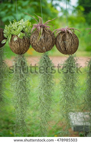 hanging basket plant isolated on green background.