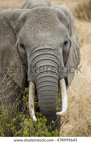 Elephant portrait close up. African Elephants feeding. Family of Elephants on the Move. Elephant Gathering. A small group of elephants gather at a waterhole on a summer's day. Big ivory