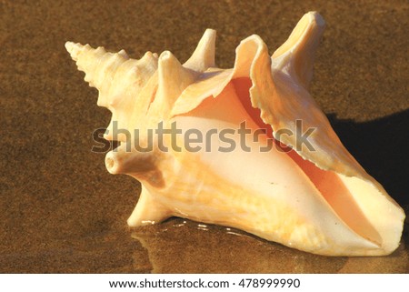 shell large clam lying on the sand under the sun washed by the waves of the sea
