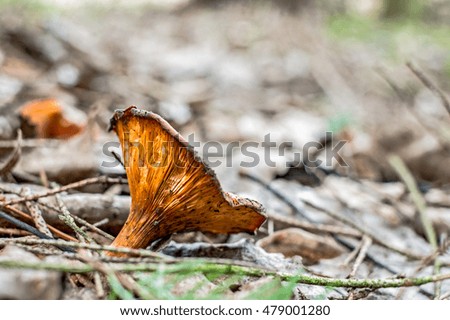 Fungus among leaves in a forest.