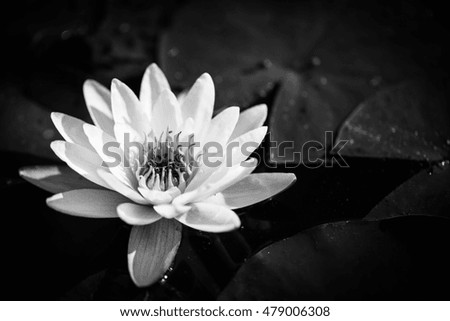 Beautiful Lotus, water plant. Black and white image.
